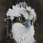 輝（ミサゴ）:250*200mm, アクリル, 2009