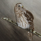 月宴（フクロウ）:700*350mm, アクリル, 2010