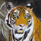 Tiger in the dark:909*727mm, アクリル/アルシュ紙, 2012